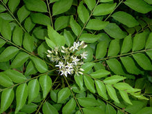 Load image into Gallery viewer, Puspita_Nursery Live Curry Leaves Sweet Neem Plant
