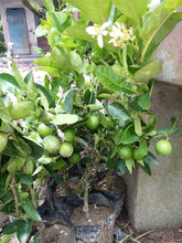 Load image into Gallery viewer, Puspita Nursery Thai Seedless Lemon Grafted Rasaali Variety Live Plant Fresh &amp; Healthy

