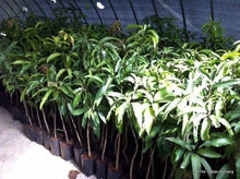 Load image into Gallery viewer, Puspita Nursery Kesar Mango Plant Sweet &amp; Juicy
