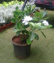 Load image into Gallery viewer, Puspita Nursery Rare ARABIAN Jasmine White Flower (Variety Of Jasmine) 1 Live Healthy Plant
