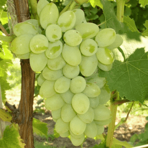 Puspita Nursery Grafted Sweet Grape Fruit Live Plant Seedless Thai Variety All Weather of India Adjustable