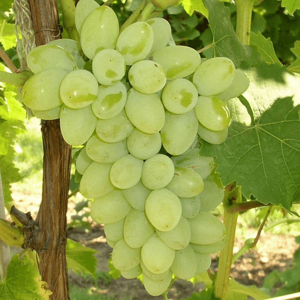 Puspita Nursery Grafted Sweet Grape Fruit Live Plant Seedless Thai Variety All Weather of India Adjustable