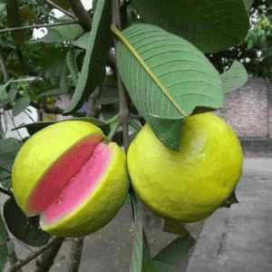 Taiwan Pink Guava Plant – Sweet & Juicy Tropical Fruit Tree for Home Gardens | High-Yield Exotic Guava Variety