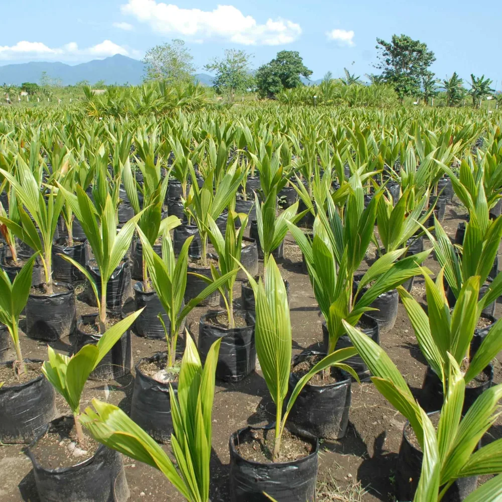 Puspita Vietnam Coconut Plant Live Coconut Tree Sapling for Garden & Farming - Image 2