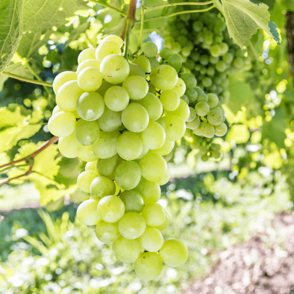 Puspita Nursery Grafted Sweet Grape Fruit Live Plant Seedless Thai Variety All Weather of India Adjustable - Image 3