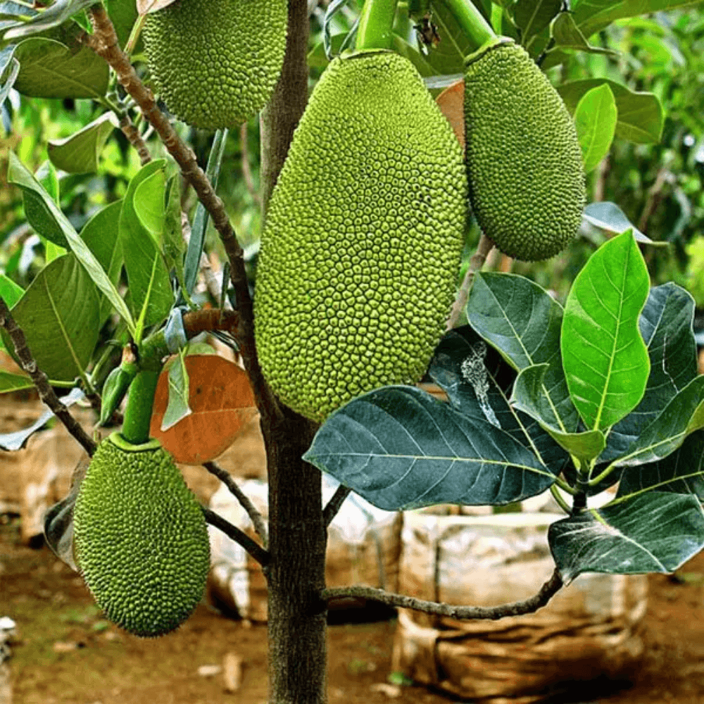 Puspita Nursery Vietnam Jackfruit Plant – Fast Growing, High-Yield Tropical Fruit Tree for Home Gardens - Image 2