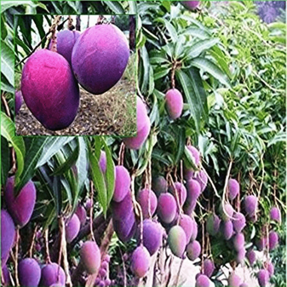Rare Grafted Thai Purple Mango Living Plant Healthy & Fresh Most Expensive Variety Gives Fruit Round the Year - Image 2