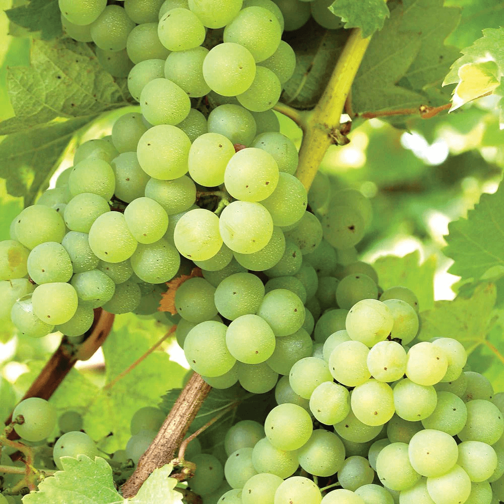 Puspita Nursery Grafted Sweet Grape Fruit Live Plant Seedless Thai Variety All Weather of India Adjustable - Image 4