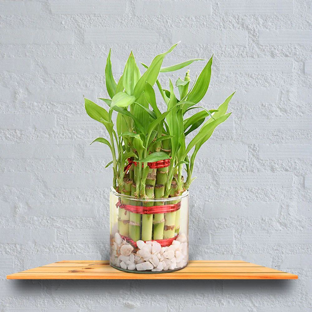 Puspita Nursery Two Layer Lucky Bamboo Plant with clear glass - Image 2