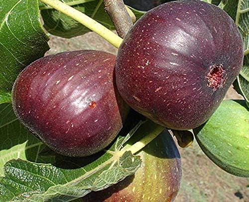 Fig (Anjeer) Plant – Sweet & Nutritious Fruit Tree for Home Gardens | Grow Fresh Figs Year-Round. - Image 2