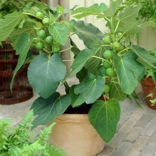 Fig (Anjeer) Plant – Sweet & Nutritious Fruit Tree for Home Gardens | Grow Fresh Figs Year-Round. - Image 6