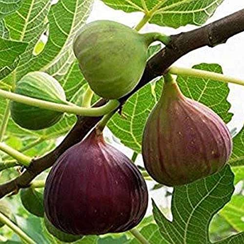 Fig (Anjeer) Plant – Sweet & Nutritious Fruit Tree for Home Gardens | Grow Fresh Figs Year-Round. - Image 3