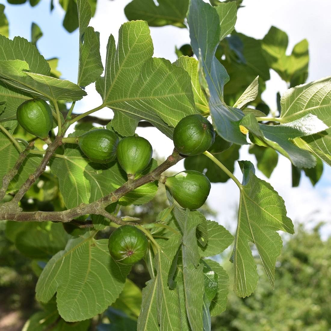 Fig (Anjeer) Plant – Sweet & Nutritious Fruit Tree for Home Gardens | Grow Fresh Figs Year-Round. - Image 4