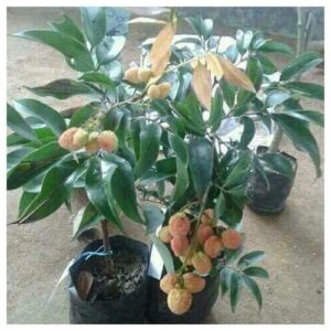 Thai Litchi Sweet Healthy & Fresh Live Plant Short Time Fruit