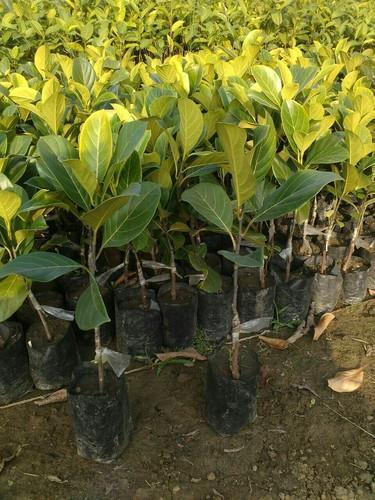 Puspita Nursery Vietnam Jackfruit Plant – Fast Growing, High-Yield Tropical Fruit Tree for Home Gardens - Image 5