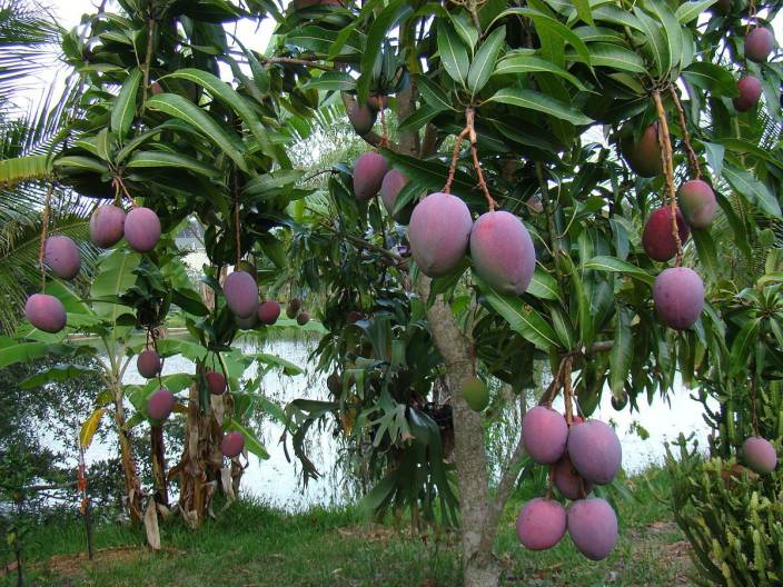 Puspita Nursery Rare Arunika Mango Blue Mango Plant - Image 3