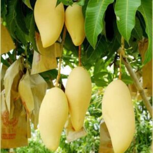 Puspita Nursery Nam Doc Mai Mango Grafted Live Plant