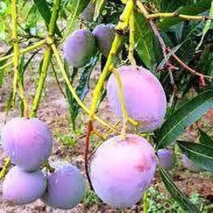 Puspita Nursery Tommy Atkins Mango Plant Exotic Variety of Broward County, Florida.