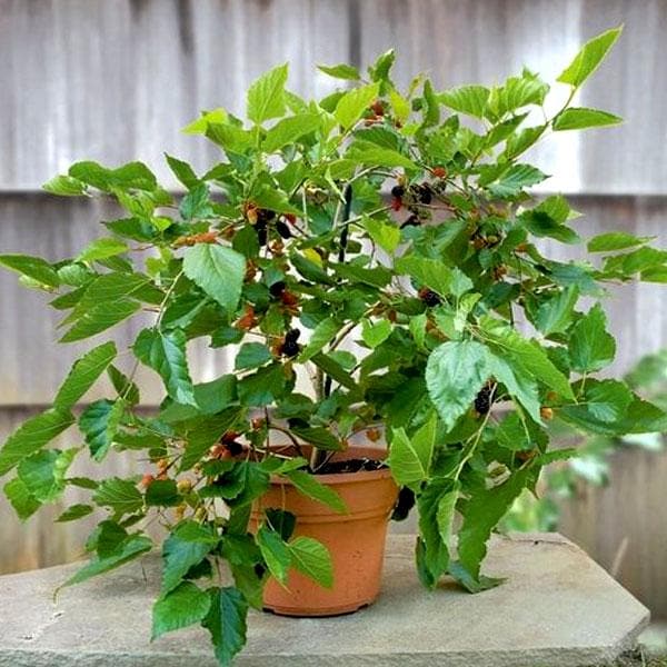 Shahtoot Mulberry Tuti Plant - Image 2