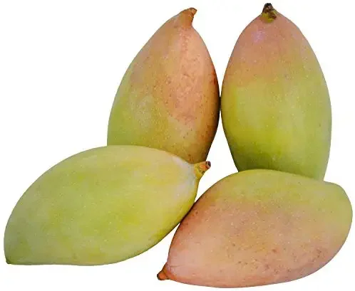 Puspita Nursery Totapuri Mango Plant