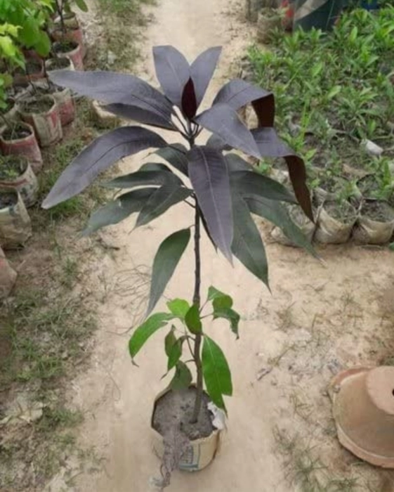 Black Stone (Kasturi) Mango Grafted Live Plant - Image 2