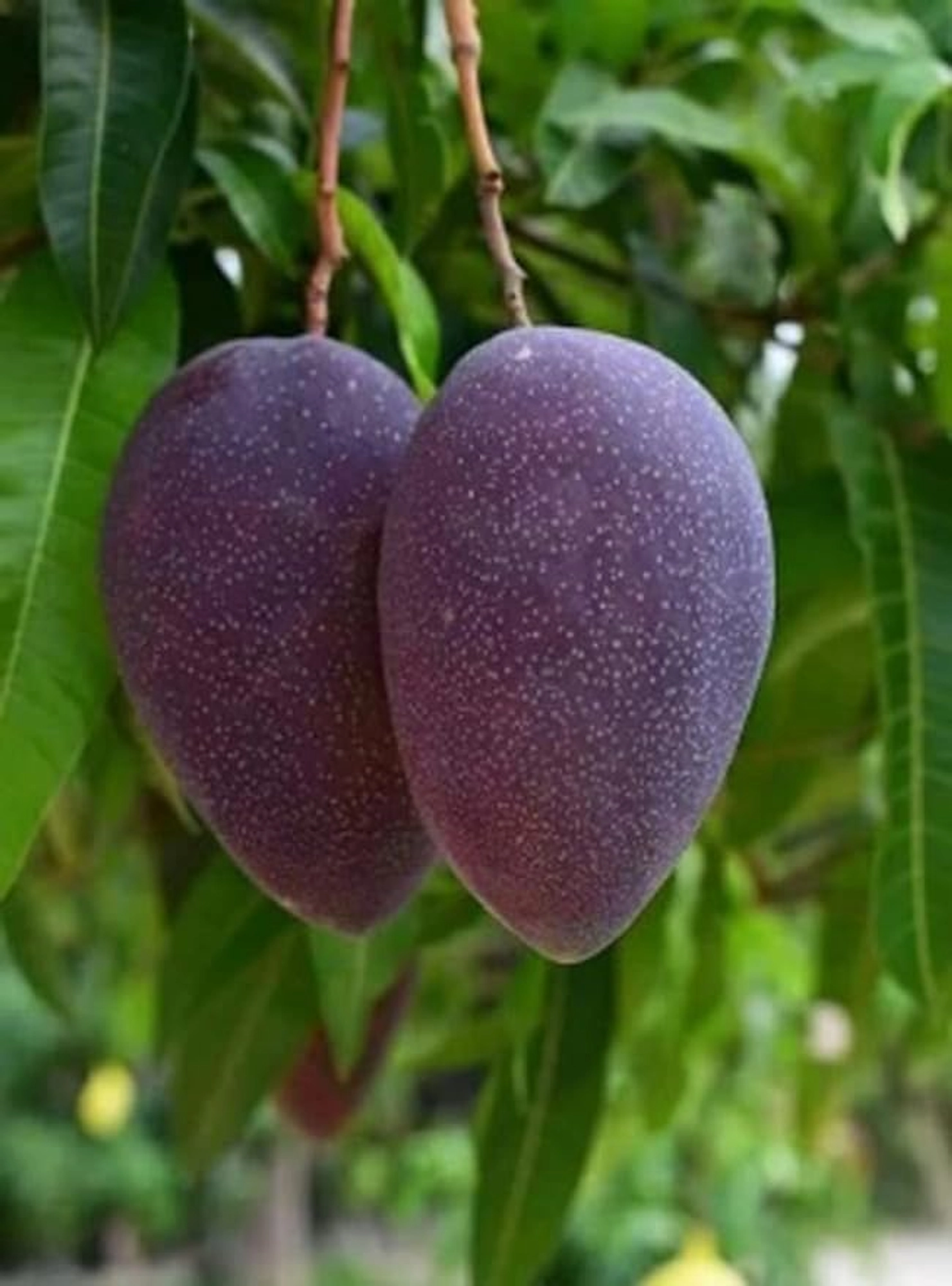 Black Stone (Kasturi) Mango Grafted Live Plant - Image 5