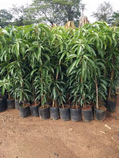 Puspita Nursery Rani Pasand Mango Plant (Grafted) - Image 3