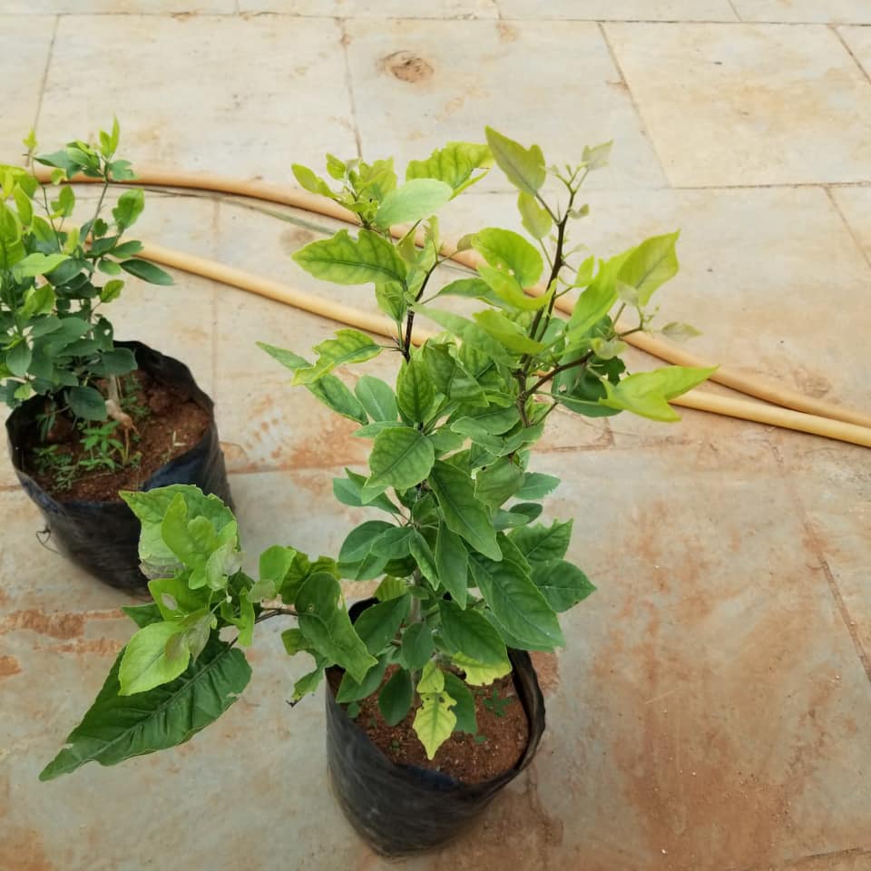 Bel Tree Bilva Patra Bel Patra Grafted Plant - Image 4