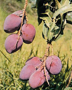 Puspita Nursery Rare Arunika Mango Blue Mango Plant - Image 4