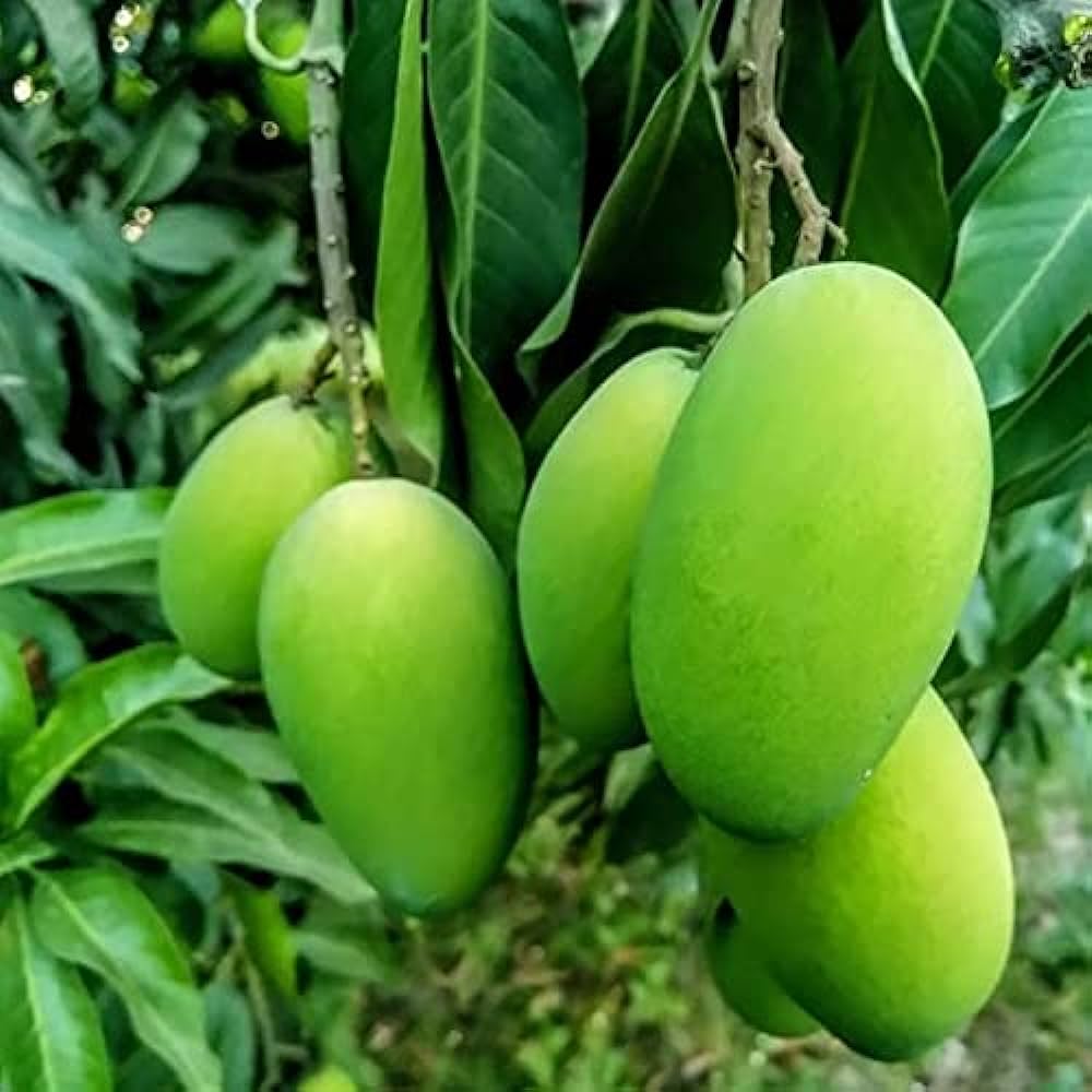 Puspita Nursery Dudhiya Langra Pakistani Langra Mango Plant - Image 3