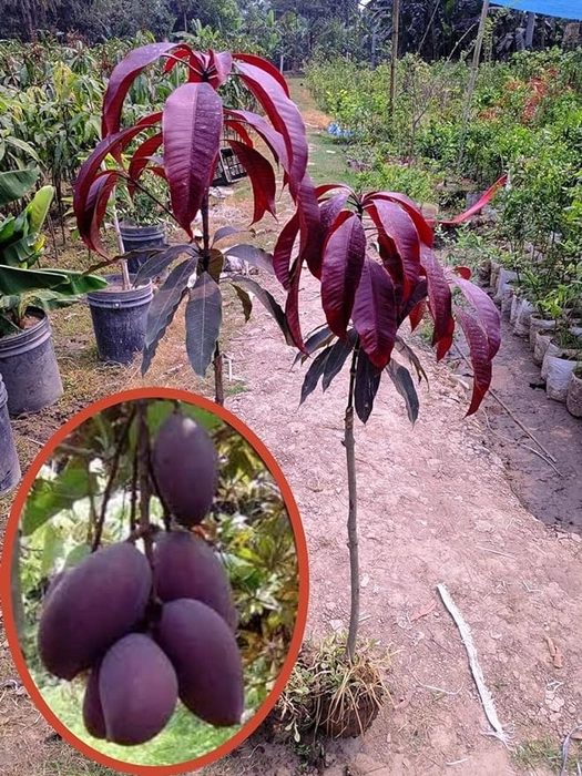 Black Stone (Kasturi) Mango Grafted Live Plant