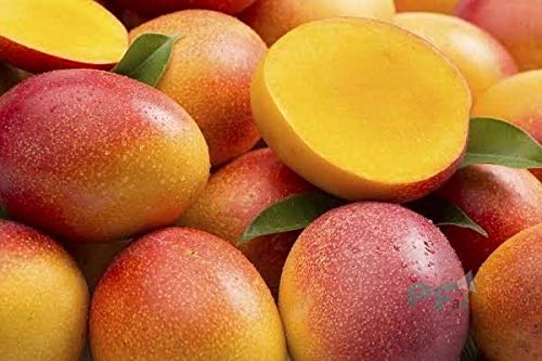 Puspita Nursery Sindhu Mango Tree (Sindhu, Grafted, Seedless Mango) - Plant