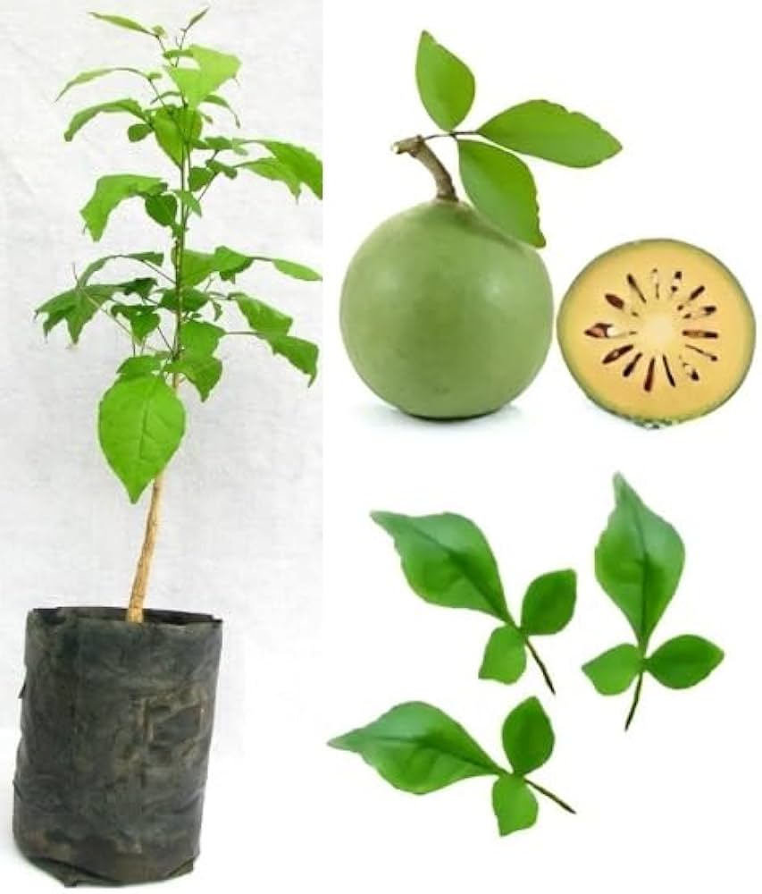 Bel Tree Bilva Patra Bel Patra Grafted Plant