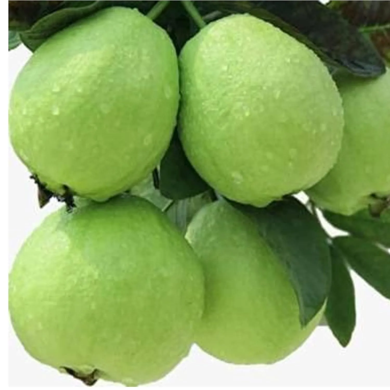 Vietnam all Time Guava Plant - Image 3