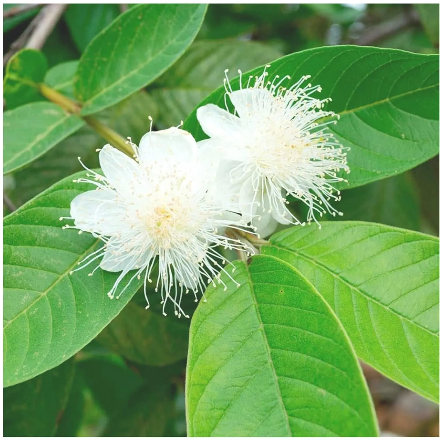 Vietnam all Time Guava Plant - Image 4