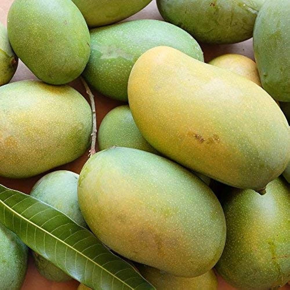 Puspita Nursery Rare Baramasi Mango Plant - Image 2