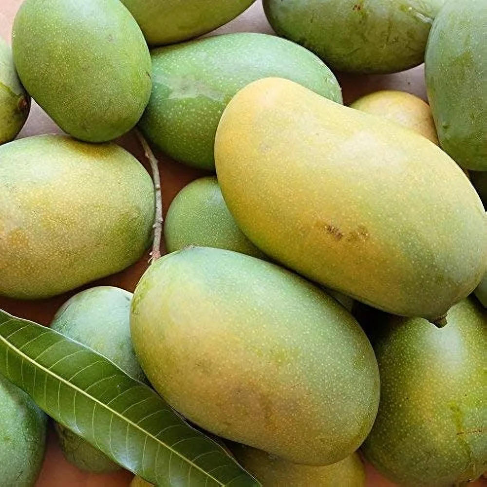 Puspita Nursery Rare Baramasi Mango Plant - Image 2