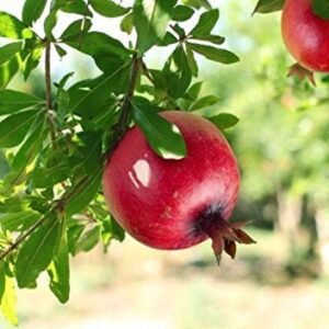 Thai Pomegranate Anar Bedana Plant (Grafted) Better Fruit Quality.