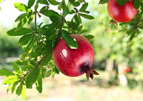 Thai Pomegranate Anar Bedana Plant (Grafted) Better Fruit Quality.