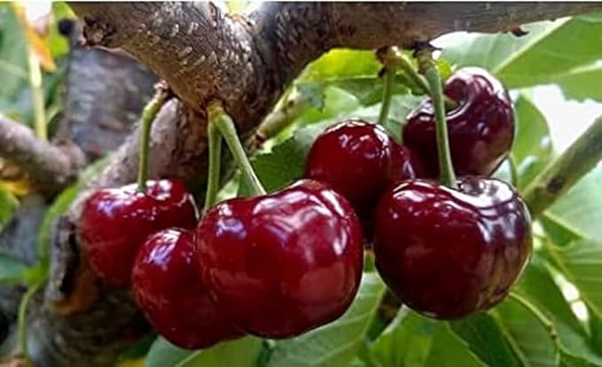 Barbados cherry tree Malpighia emarginata Plant - Image 4