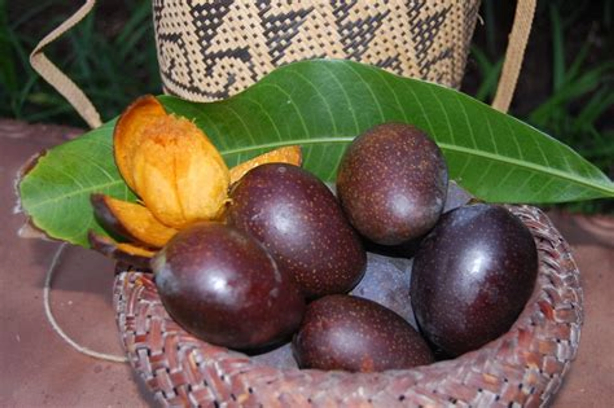 Black Stone (Kasturi) Mango Grafted Live Plant - Image 7
