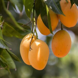 Ratnagiri Alphonso Mango Tree (Grafted)