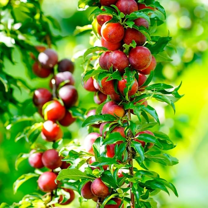 Barbados cherry tree Malpighia emarginata Plant - Image 2