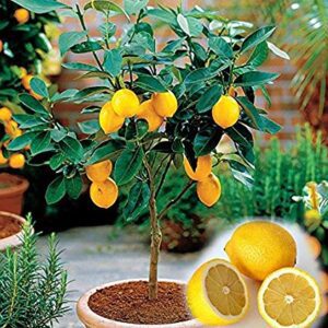 Kagzi Nimboo Lemon Tree Plant