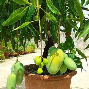 Banganapalli Mango Grafted Live Plant