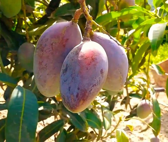 Puspita Nursery Sensation Mango Plant - Image 4