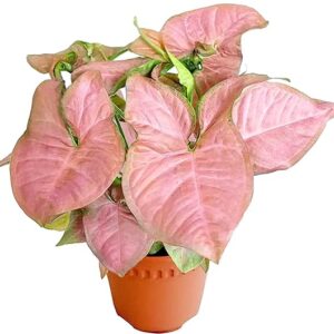 Puspita Nursery Syngonium Plant Pink Color with Pot