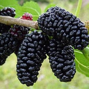Shahtoot Mulberry Tuti Plant