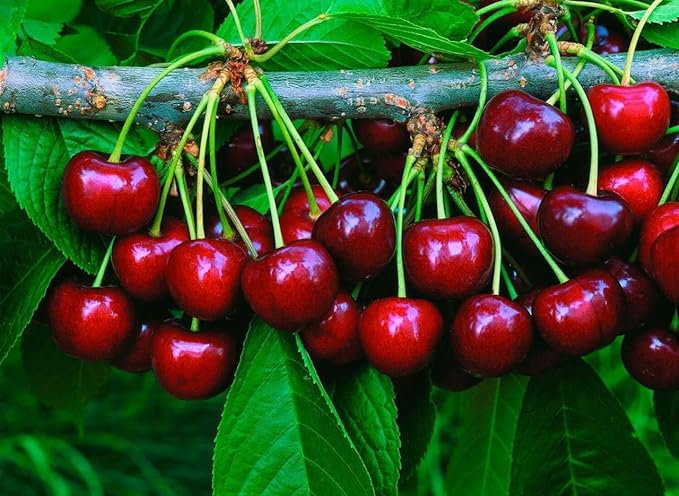 Barbados cherry tree Malpighia emarginata Plant