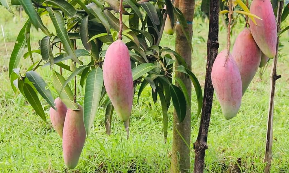 Puspita Nursery Chiang Mai Mango Plant - Image 3